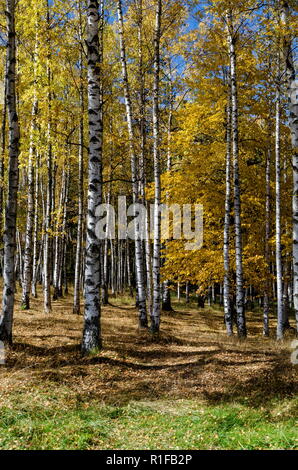 Autunnale di betulla o betula foresta nella colorata montagna Vitosha, Bulgaria Foto Stock