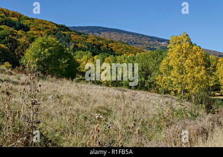 Colorato paesaggio autunnale di giallo antumnal alberi di conifere e boschi di latifoglie con radura in montagna Vitosha, Bulgaria Foto Stock