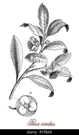 Vintage incisione botanico di Camellia sinensis piccolo albero nativo di Asia Orientale,le foglie sono utilizzate per la produzione di tè, foglie differenti età produce diverse qualità di tè Foto Stock