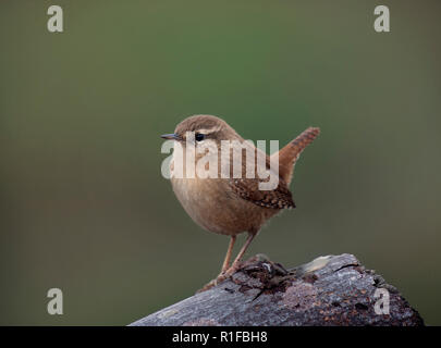 Scricciolo, Troglodytes troglodytes, appollaiato sul log, Morecambe Bay, Lancashire, Inghilterra, Regno Unito Foto Stock