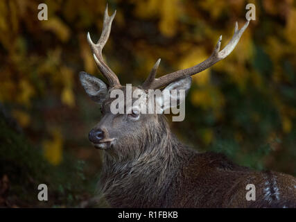 Cervi Sika stag, Cervus Nippon, Fountains Abbey, North Yorkshire, Regno Unito Foto Stock