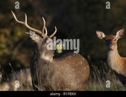 Cervi Sika stag, Cervus Nippon, mangiare apple, Fountains Abbey, North Yorkshire, Regno Unito Foto Stock