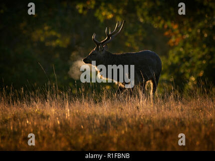 Cervi Sika stag, Cervus Nippon, all'alba, Fountains Abbey, North Yorkshire, Regno Unito Foto Stock