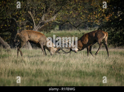 Due grandi maschio rosso cervo Stag, Cervus elaphus, i combattimenti durante la routine, Fountains Abbey, North Yorkshire, Regno Unito Foto Stock