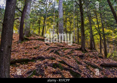 Radici e foglie che coprono una collina a Iargo molle. Queste sorgenti naturali si verificano in Huron National Forest, lungo il fiume ausable. Prendere in ottobre. Foto Stock