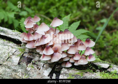 Mycena haematopus, comunemente noto come il sanguinamento fata casco il cofano burgundydrop, o lo spurgo Mycena Foto Stock