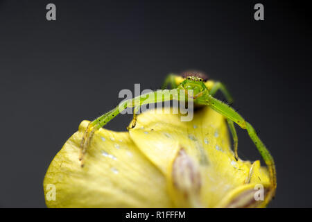 Verde ragno granchio, Diaea dorsata Foto Stock