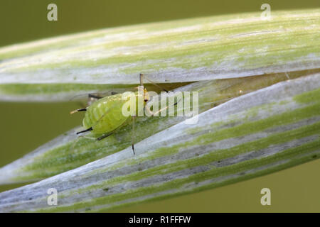 Inglese afide del grano, Sitobion avenae, economicamente importante pest di grani Foto Stock