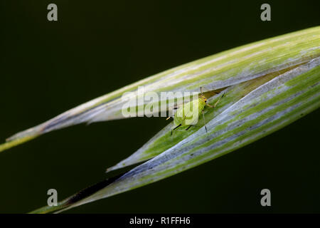 Inglese afide del grano, Sitobion avenae, economicamente importante pest di grani Foto Stock