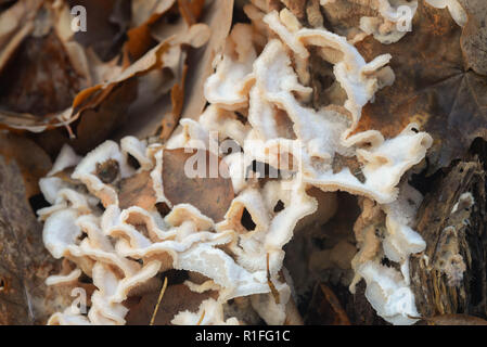 Schizophyllus communis fungo bianco sul ceppo di albero Foto Stock