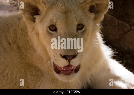 White Lion, cango wildlife ranch, Sud Africa Foto Stock