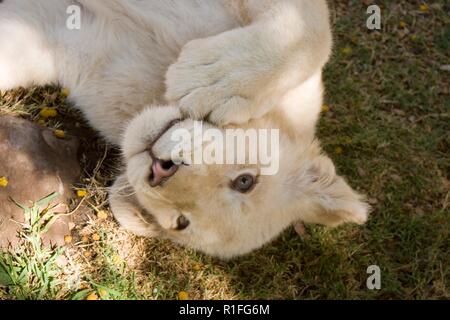 White Lion, cango wildlife ranch, Sud Africa Foto Stock