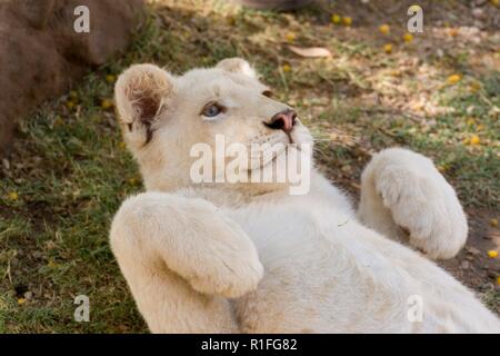 White Lion, cango wildlife ranch, Sud Africa Foto Stock