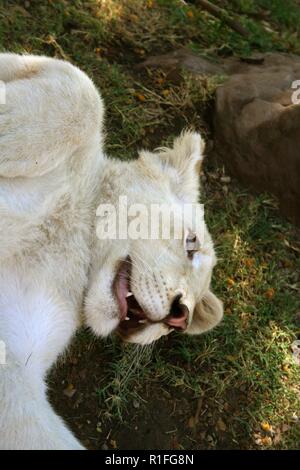 White Lion, cango wildlife ranch, Sud Africa Foto Stock