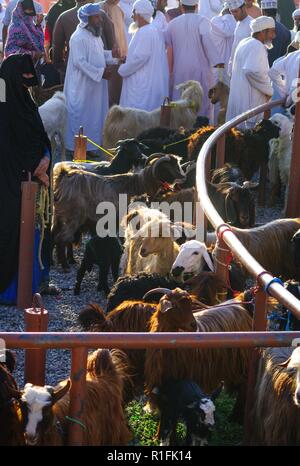 Nizwa, Oman. 23 Nov, 2012. Specialmente capre sono in vendita presso il famoso mercato del bestiame in Nizwa (Oman). | Utilizzo di credito in tutto il mondo: dpa/Alamy Live News Foto Stock