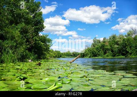 Vista panoramica del fiume Dnieper, foglie di gigli e verde della foresta contro il cielo blu nella giornata di sole Foto Stock