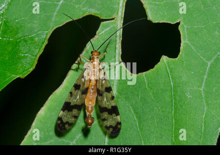 Comune, Scorpionfly Panorpa insolens, maschio Foto Stock