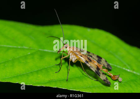 Comune, Scorpionfly Panorpa insolens, maschio Foto Stock