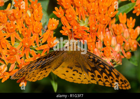 Great Spangled Fritillary, Argynnis cybele, su un'erba rossa, Asclepias tuberosa Foto Stock