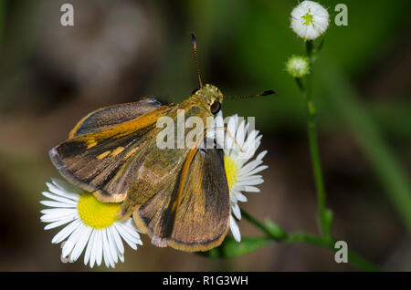 Southern Broken-Dash, Polites otho, nettare femminile di fleabano, Erigeron sp. Foto Stock