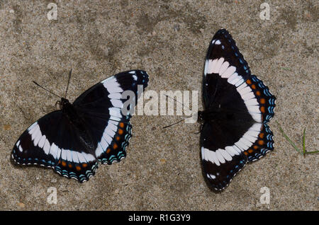 White Ammiragli, Limenitis arthemis, fango-copertura Foto Stock