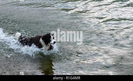 Il pastore australiano cane gioca e galleggia nel lago. Foto Stock
