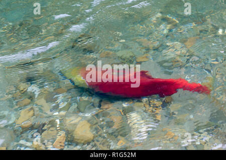 Chiudere viste del Salmone Sockeye nel fiume Mitchell nelle montagne Cariboo Park, British Columbia, Canada Foto Stock