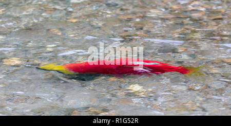 Chiudere viste del Salmone Sockeye nel fiume Mitchell nelle montagne Cariboo Park, British Columbia, Canada Foto Stock