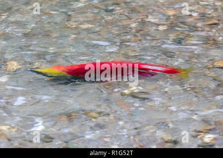 Chiudere viste del Salmone Sockeye nel fiume Mitchell nelle montagne Cariboo Park, British Columbia, Canada Foto Stock