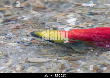 Chiudere viste del Salmone Sockeye nel fiume Mitchell nelle montagne Cariboo Park, British Columbia, Canada Foto Stock