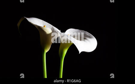 Due white Calla lilies incandescente su sfondo nero con spazio di copia Foto Stock