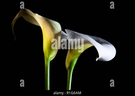 Due Calla lilies incandescente closeup su sfondo nero con spazio di copia Foto Stock