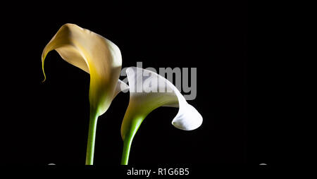 White calla lilies incandescente su sfondo nero con spazio di copia Foto Stock