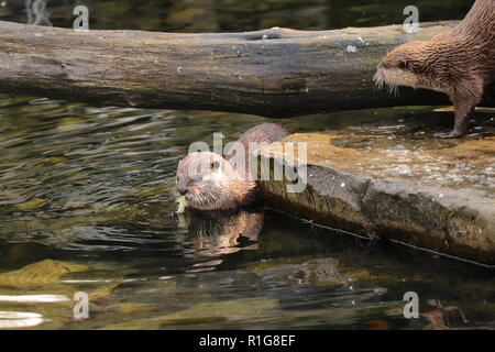 Un grazioso piccolo asiatico-artigliato otter mangiare alcuni spiece di pasto per il pranzo o la cena nell'acqua. Lei ha la pelle marrone e lei è grande predatore. Foto Stock