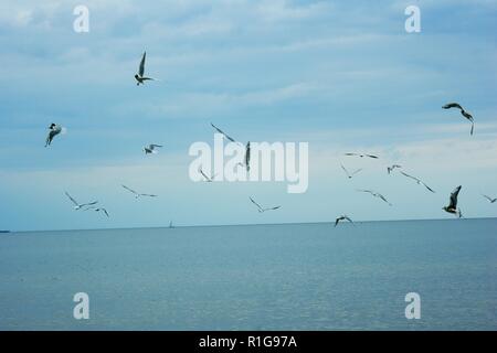 Gabbiani e altri uccelli volare sopra il mare. Foto Stock