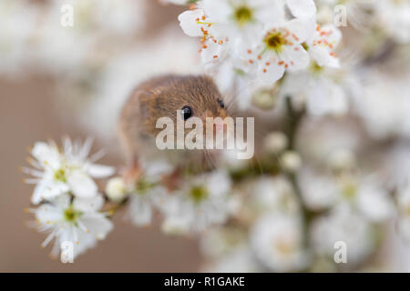 Harvest Mouse; Micromys minutus singolo il Prugnolo Blossom REGNO UNITO Foto Stock