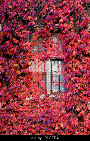 Rosso autunnale di Virginia superriduttore impianto sulla parete edilizia, Cambridge, Inghilterra Foto Stock