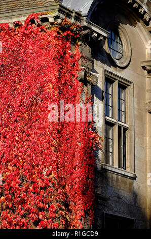 Rosso autunnale di Virginia superriduttore impianto sulla parete edilizia, Cambridge, Inghilterra Foto Stock