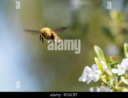 Ripresa macro di un bumblebee battenti. Foto Stock