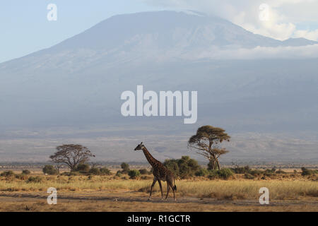 Una giraffa a piedi nella parte anteriore del Mt. Kilimanjaro Foto Stock