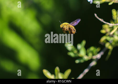 Bumble Bee battenti vista laterale ripresa macro. Foto Stock
