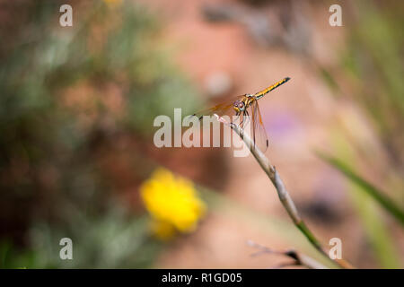 Libellula gialla seduti su un impianto, vista ravvicinata. Foto Stock