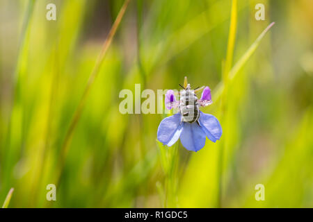 Tiny black bee (Serapista Bee) seduto su un Blu lilla Lobelia fiore Foto macro, con erba verde dello sfondo. Foto Stock