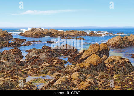 La bassa marea rivela alghe e pozze di marea a stato Asilomar Beach in Pacific Grove sulla penisola di Monterey in California Foto Stock