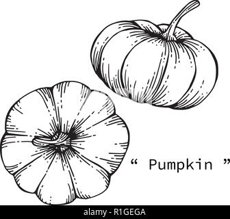 Zucca illustrazione di disegno a mano linea tracciata di arte. Illustrazione Vettoriale