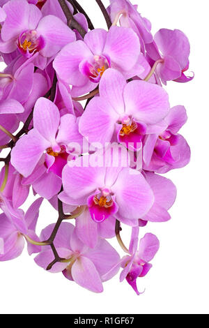 Spray con molte luce viola i fiori di un ibrido Phalaenopsis orchid isolata contro uno sfondo bianco Foto Stock