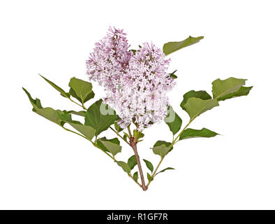 Luce fiori viola del coreano o Manchurian nana cultivar lilla Miss Kim (Syringa pubescens sottospecie patula) con molla verde lascia isolato Foto Stock