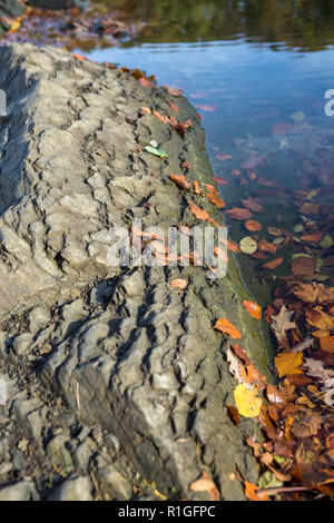 Autunno scena di rocce vulcaniche nel lago, Ulmen Maar, Ulmen, West Eifel campo vulcanico, regione della Renania, Germania, Europa Foto Stock