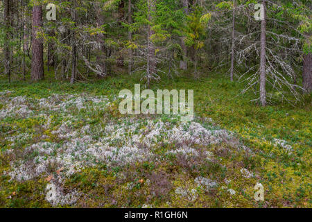 Mossy la foresta di conifere in Lettonia. Abeti e pini. Il bosco misto di pini e abeti. La foresta di conifere con abeti rossi e pini. Foto Stock