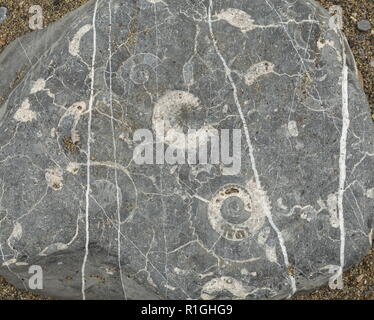 Acqua-usurati lias fossiliferi rock, sulla spiaggia di Lyme Regis, Dorset. Foto Stock